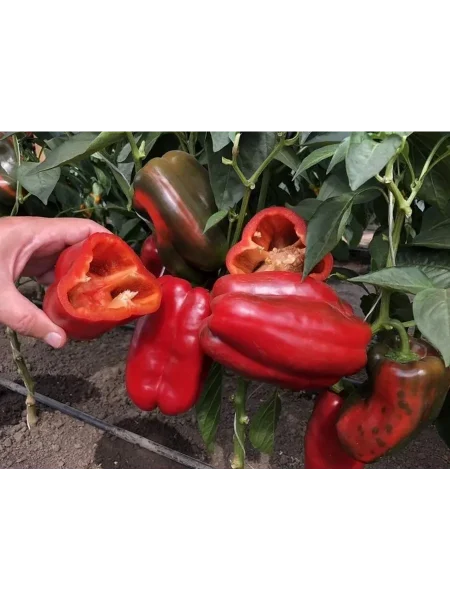 marshal-zhukov-main-182544