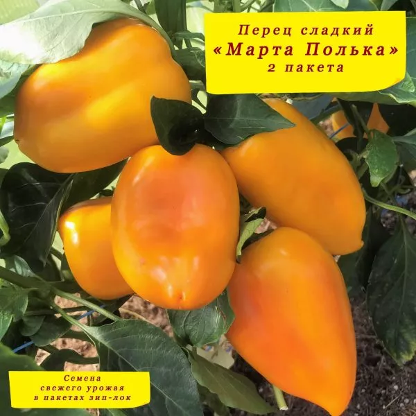 marta-polka-4-185545