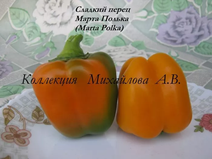 marta-polka-5-185545