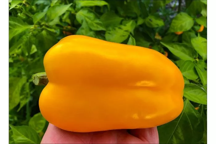 marta-polka-6-185545