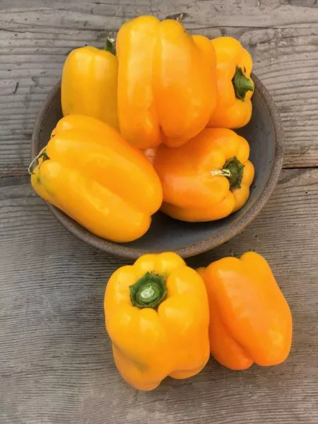 marta-polka-8-185545