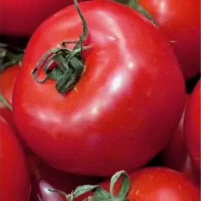 mechta-lyubitelya-main-175451