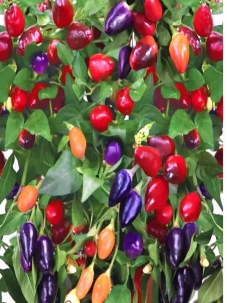 meksikanets-1-181851