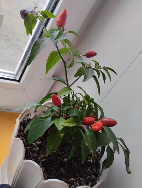 meksikanets-3-181851