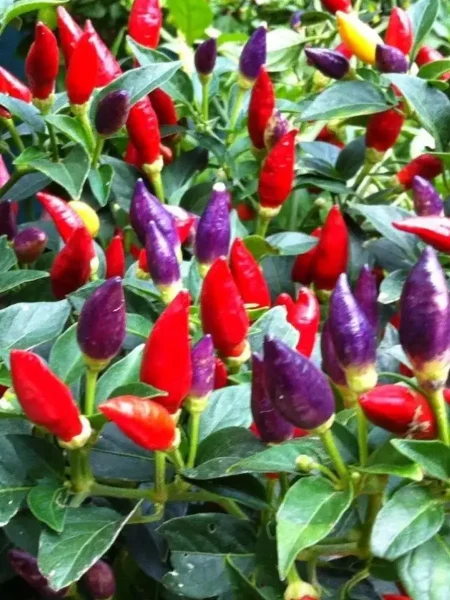 meksikanets-4-181851