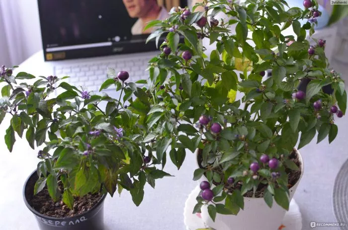 meksikanets-6-181851