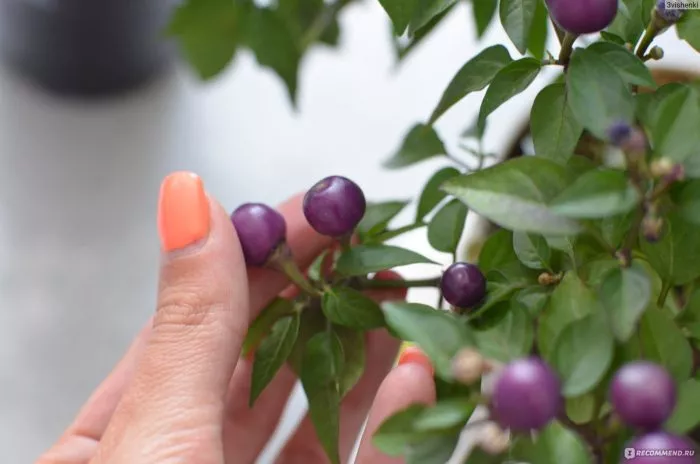 meksikanets-7-181851