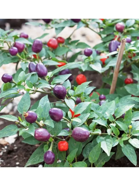 meksikanets-8-181851