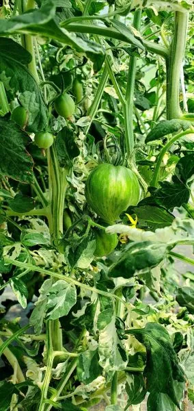 milya-lunnogo-sveta-9-171402