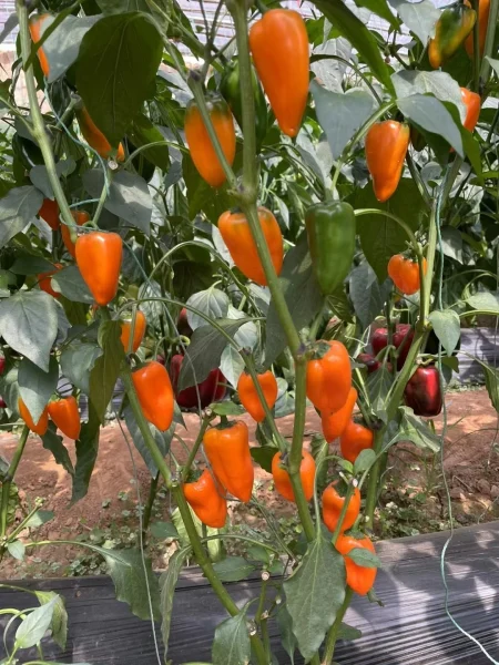 mini-svit-oranzh-2-188904