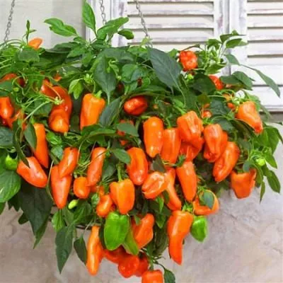 mini-svit-oranzh-main-188904