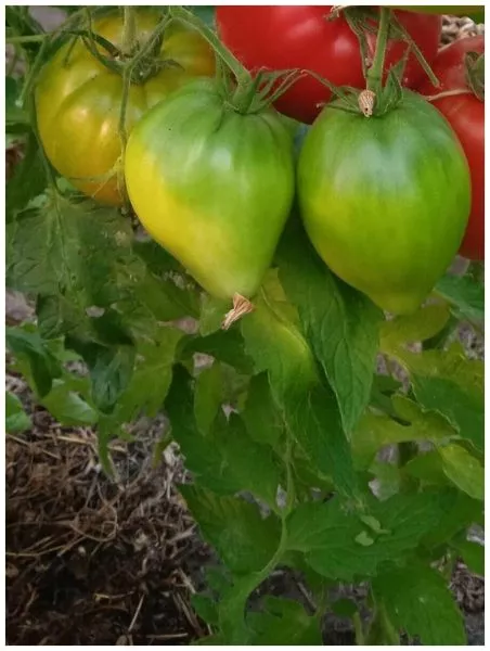 minusinskie-bychki-2-172869