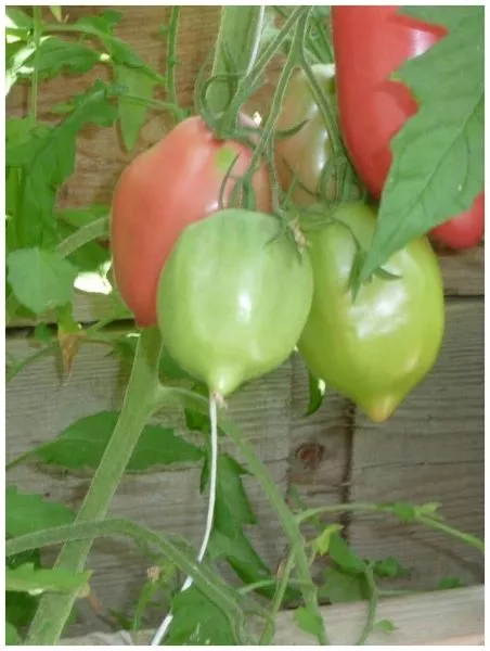 minusinskie-bychki-3-172869