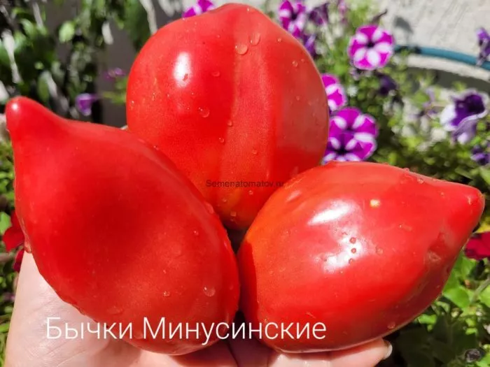 minusinskie-bychki-6-172869