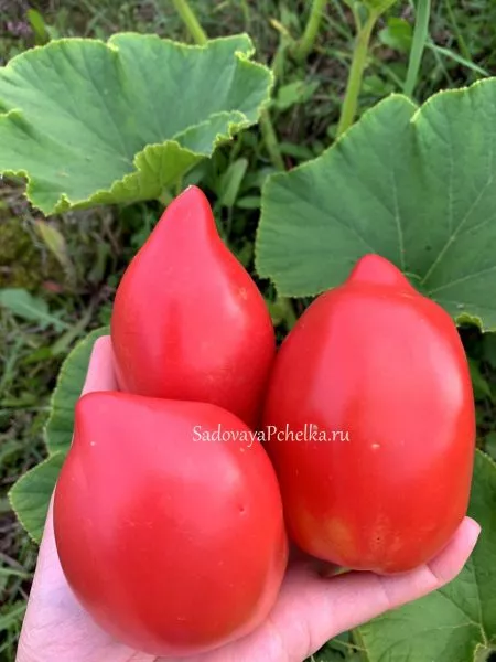 minusinskie-bychki-7-172869