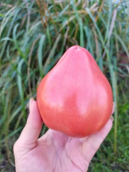 minusinskie-bychki-9-172869