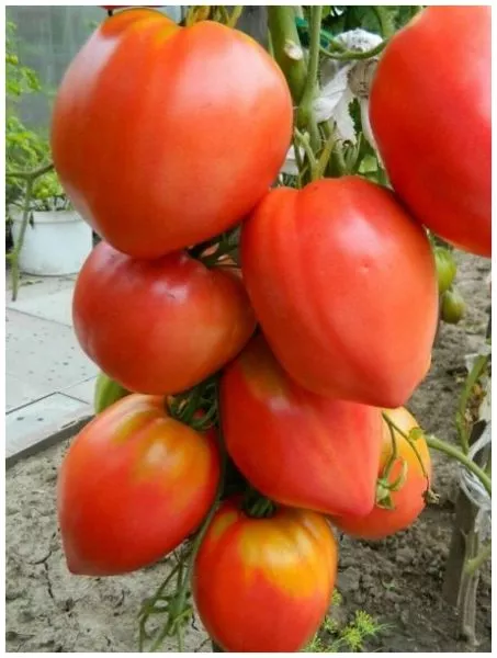 minusinskie-bychki-main-172869