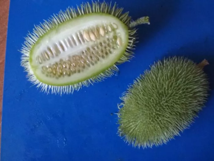 mohnytyy-shmel-1-192766