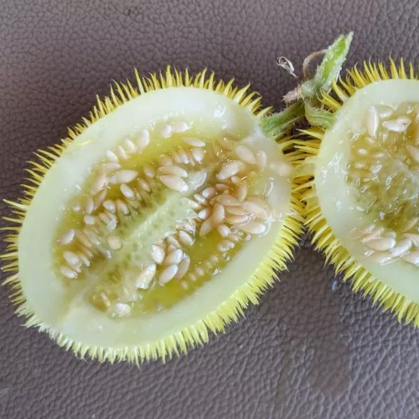 mohnytyy-shmel-3-192766