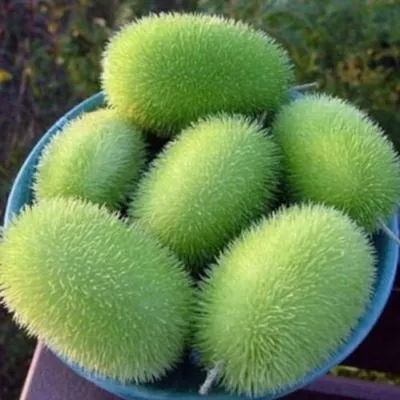 mohnytyy-shmel-5-192766