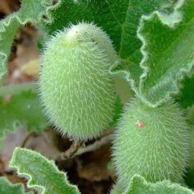 mohnytyy-shmel-6-192766