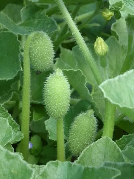 mohnytyy-shmel-main-192766