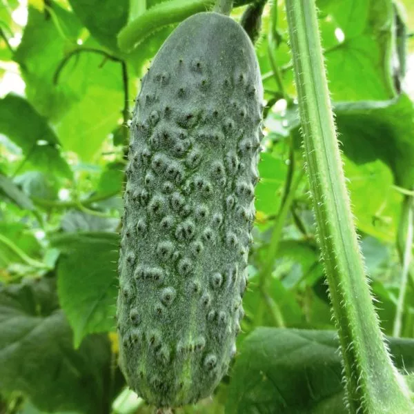 monisiya-main-199633