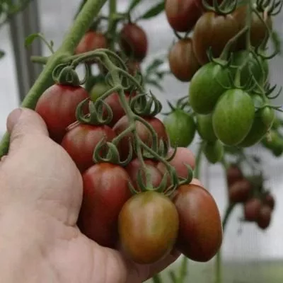 monisto-izumrudnoe-7-171950