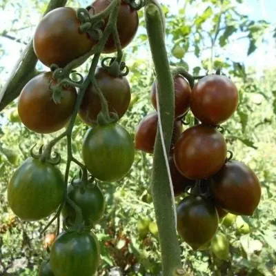 monisto-izumrudnoe-8-171950