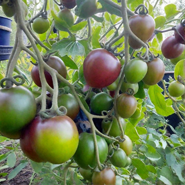 monisto-izumrudnoe-main-171950