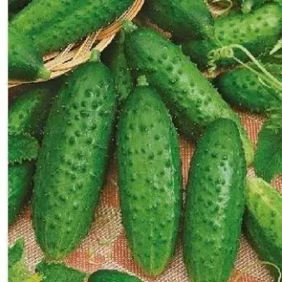 moravskiy-kornishon-3-192556