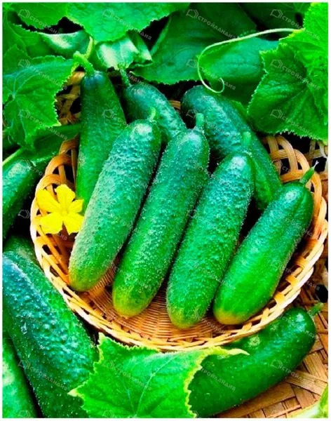 moravskiy-kornishon-main-192556