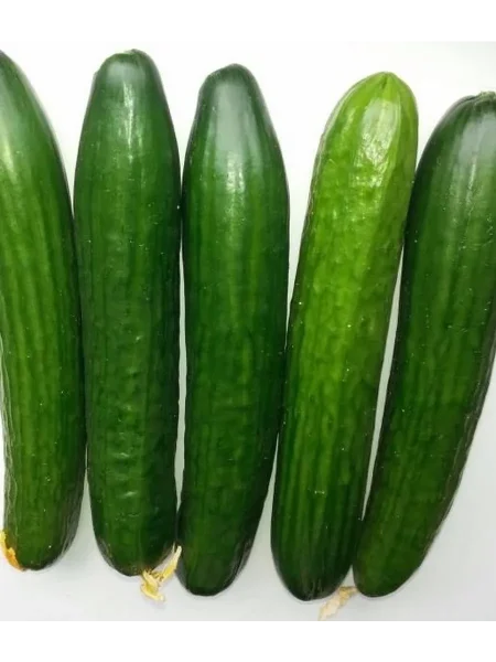 moskovskiy-salatnyy-1-201109