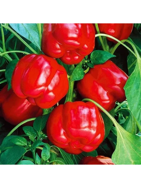 motylyok-main-187342