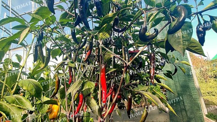 murasaki-togarashi-yamato-1-188892