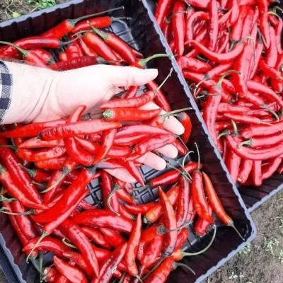 murasaki-togarashi-yamato-10-188892