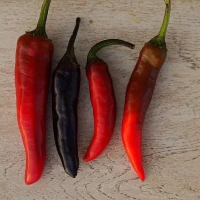 murasaki-togarashi-yamato-11-188892