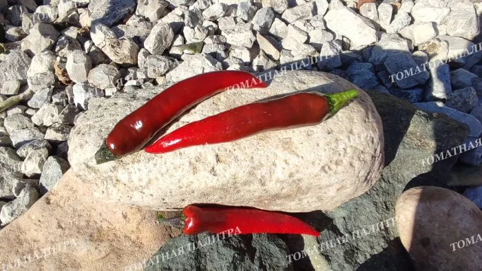 murasaki-togarashi-yamato-2-188892