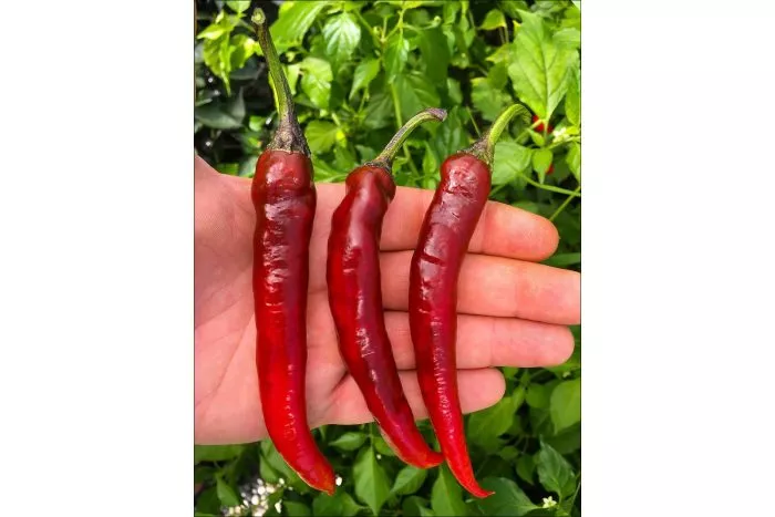 murasaki-togarashi-yamato-4-188892