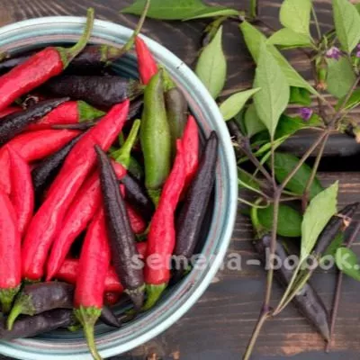 murasaki-togarashi-yamato-6-188892