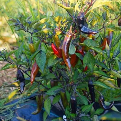 murasaki-togarashi-yamato-8-188892