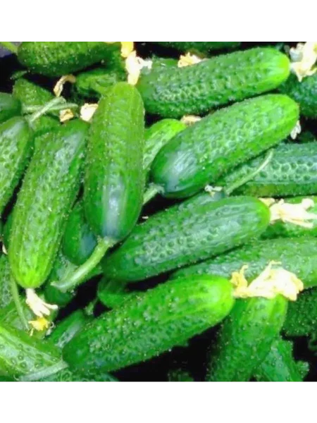 muromskiy-36-1-198260