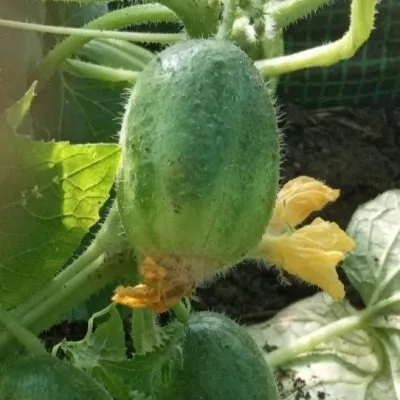 muromskiy-36-5-198260