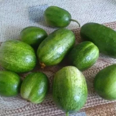 muromskiy-36-6-198260