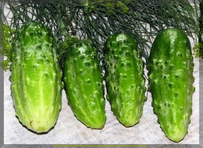 muromskiy-36-main-198260