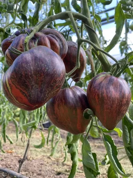 myatezhnyy-zvezdnyy-istrebitel-praym-3-168940