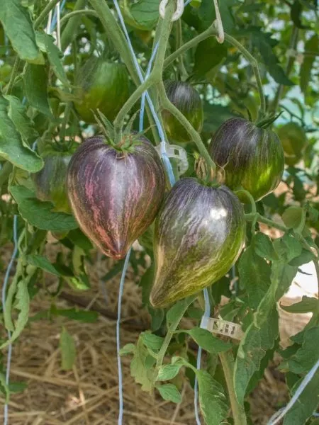 myatezhnyy-zvezdnyy-istrebitel-praym-6-168940