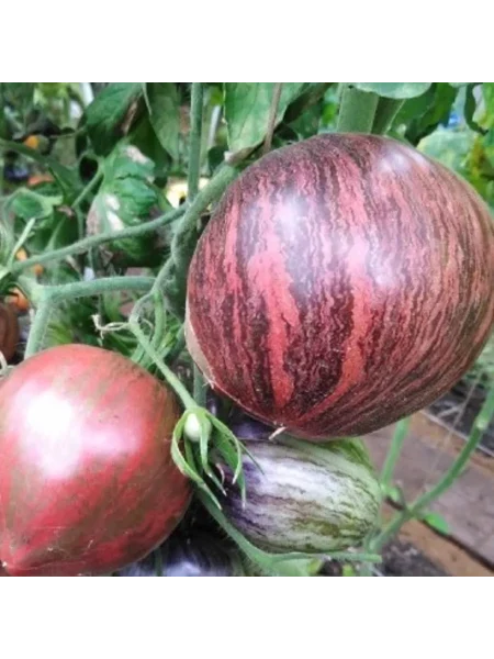 myatezhnyy-zvezdnyy-istrebitel-praym-8-168940