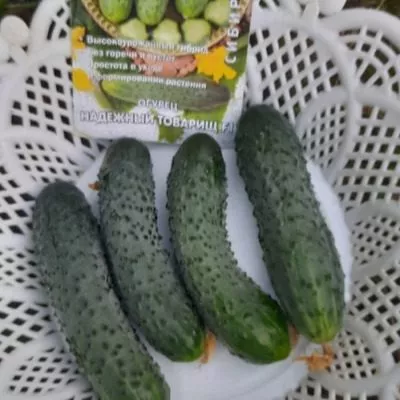 nadezhnyy-tovarisch-3-192249