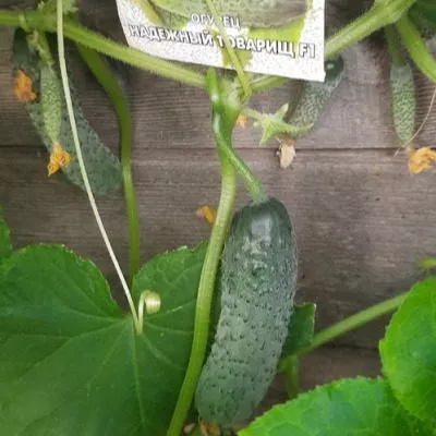 nadezhnyy-tovarisch-4-192249